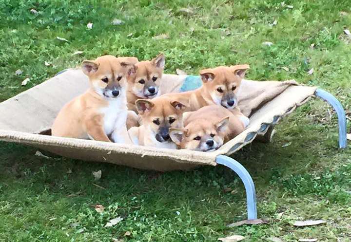Arika's Pups