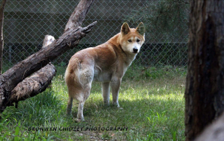 Baralga at 11 years - photo taken 2016