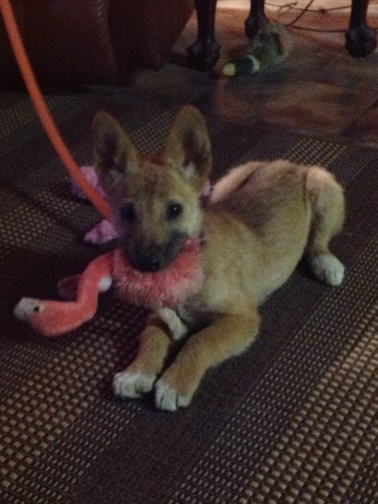 Kulan with toy