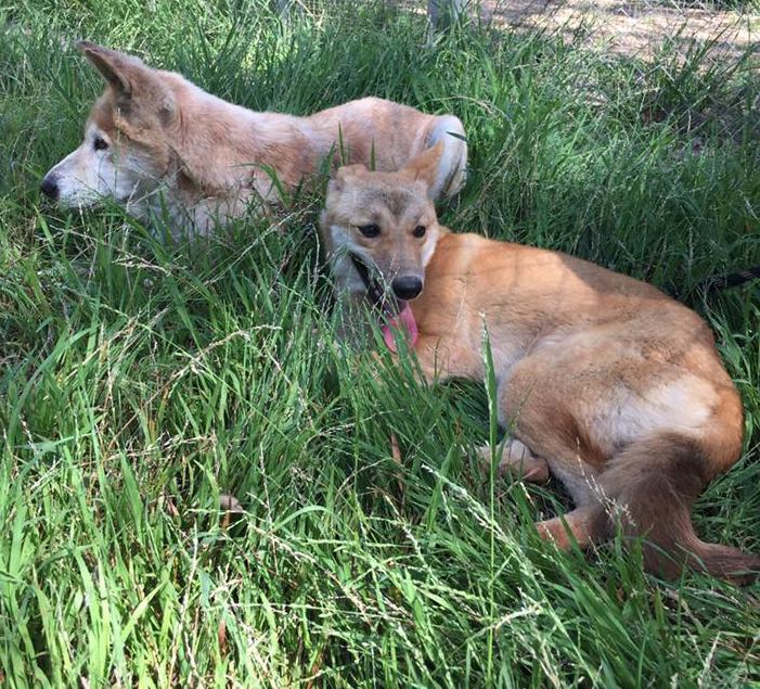 Baralga (back) and young Tarka