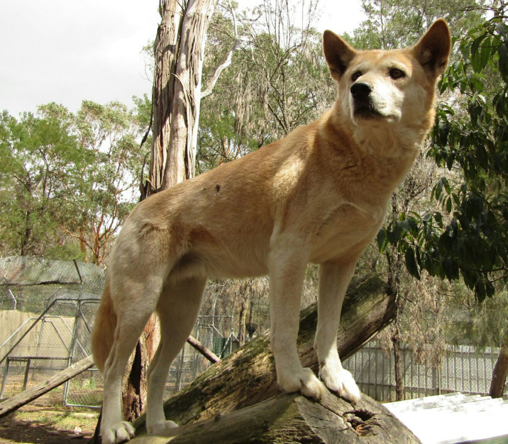 Cooinda - April 2018
