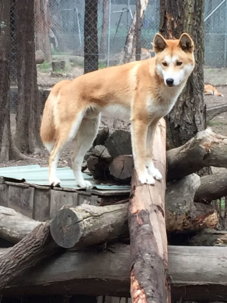 Jarrah - 2016