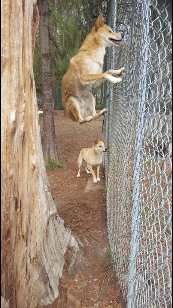 Mungka jumping with Allira watching