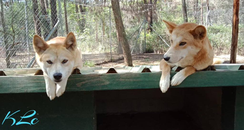 Oola and Jarrah - Feb 19