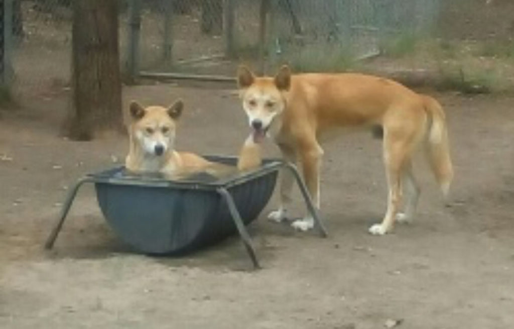 Oola and Jarrah