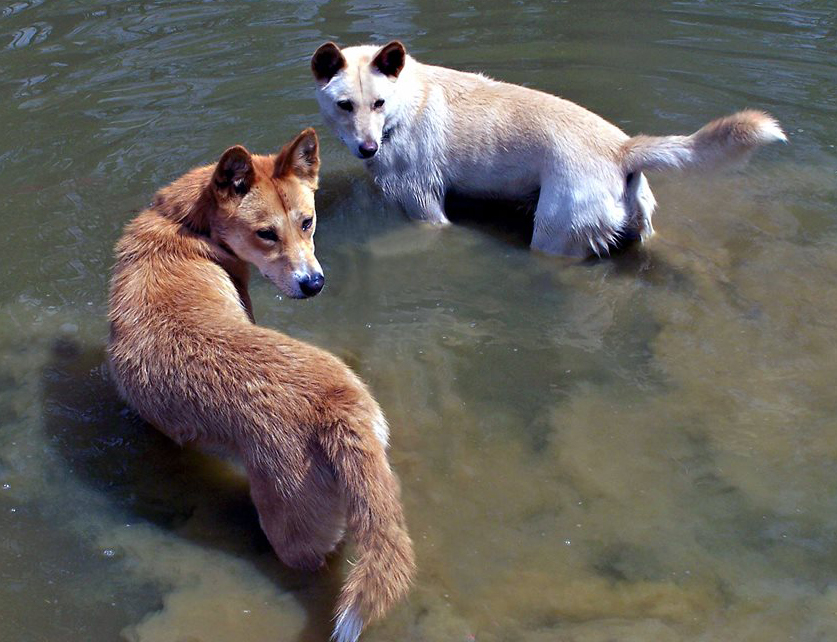 Baralga & Laya