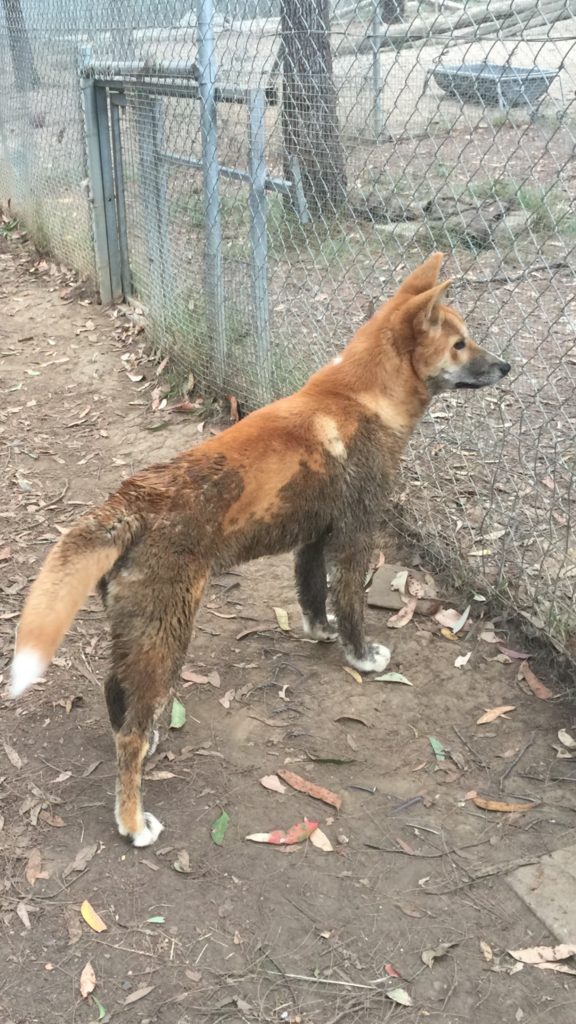 Pinchi after bath and rolling in dirt