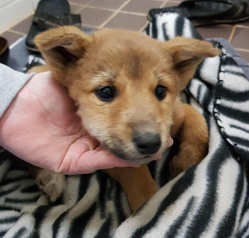 Tarka when she was surrendered