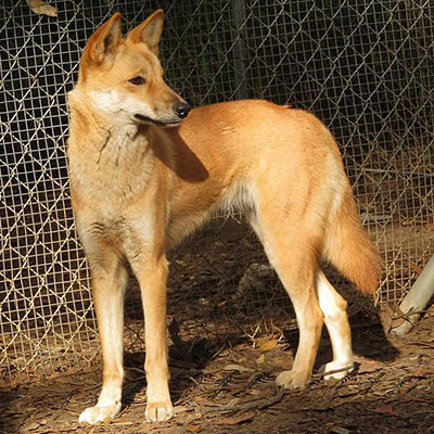 Tarka all grown up