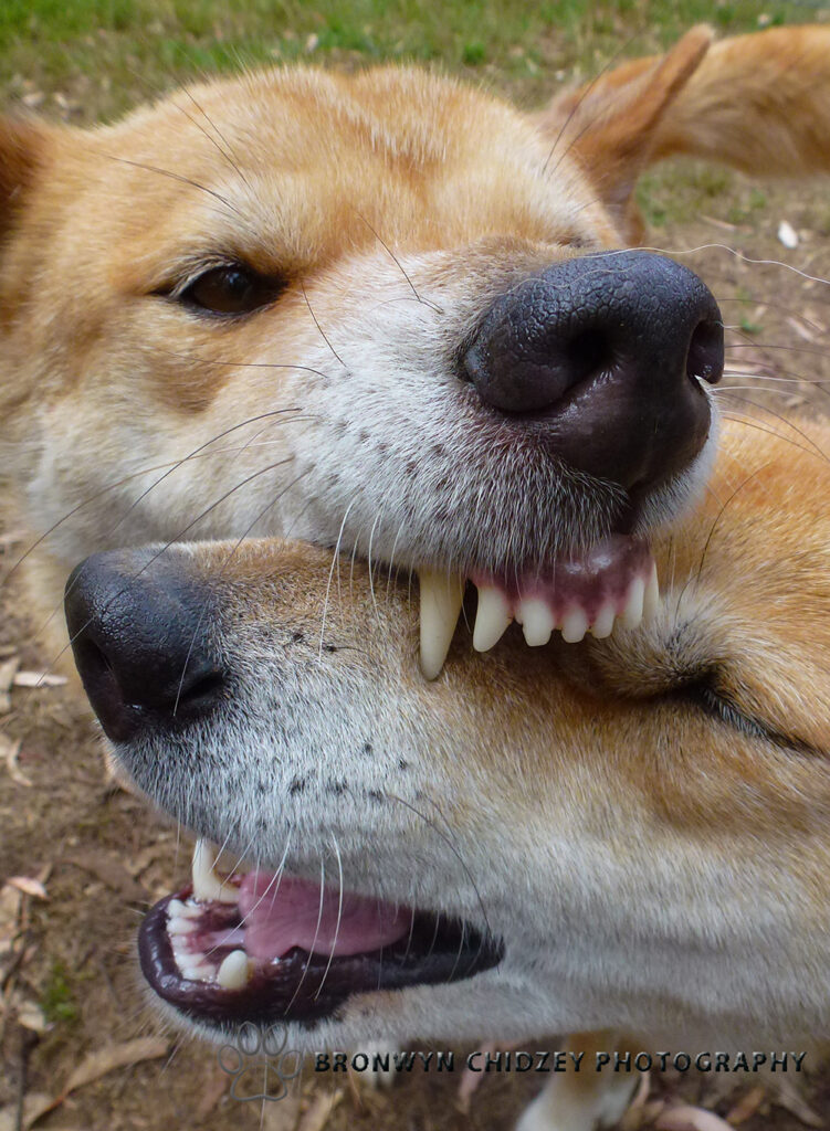 Tyipa & Cooinda playing