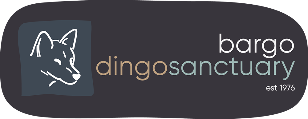 Dingo Sanctuary Bargo | Australia